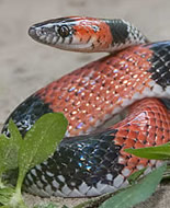 Brazilian False Coral Snake