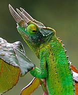 Caméléon de Jackson