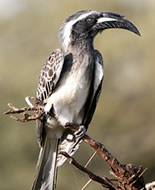 African Grey Hornbill 