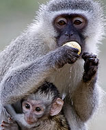 Μαϊμού Vervet