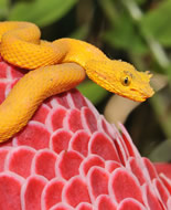 Eyelash Viper