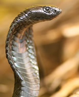 Egyptian Cobra