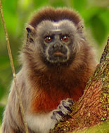 White-footed tamarin