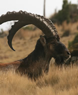 Walia Ibex