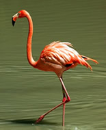 Rosa flamingo