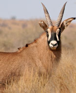 Roanantilope