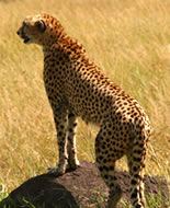 Ghepard