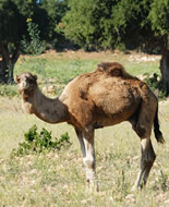 Vienkupra kamielis