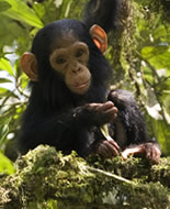 Шимпанзе Обыкновенный