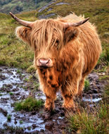 Vaca de las Highland