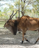 Гигантска антилопа Кана