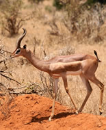 Zsiráfnyakú gazella