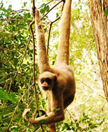 Northern Muriqui