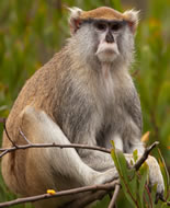 Μαϊμού Patas