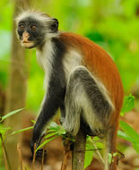 Κόκκινη μαϊμού Colobus