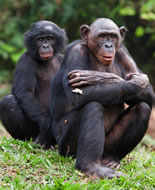 Bonobo Maymunu