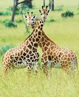 Giraffa Camelopardalis Rothschildi