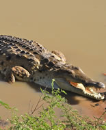 Crocodile de l'Orenoque