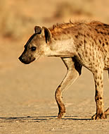 Hyena skrvrnitá