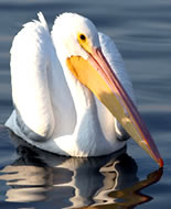 Witte pelikaan
