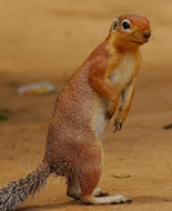 Unstriped Ground Squirrel