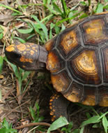 Brazilian Giant Tortoise