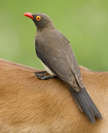 Sarı Gagalı Afrika Kuşu