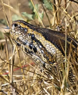 Afrikaanse Rots Python