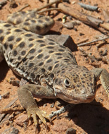 Mesalina Guttulata Hagedis