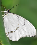 Morpho blanc