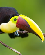 Ramphastos Ambiguus Swainsonii