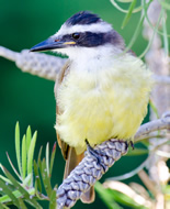 Μεγάλη Kiskadee