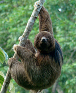 Maned Sloth