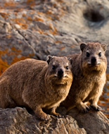 Hyrax των βράχων