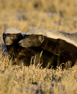 Honey Badger