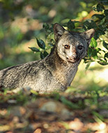 Crab-eating Fox