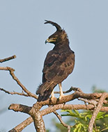 Long-crested Eagle