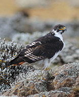 Augur Buzzard