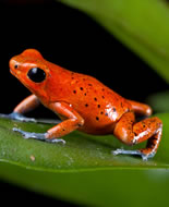 Strawberry Poison Frog