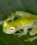 Grenouille de verre