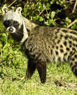 African Civet