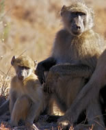 Chacma Baboon