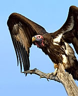 Vultur african