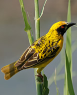 Village Weaver