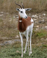 Dama Gazelle