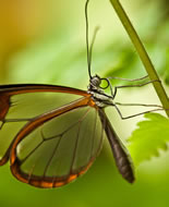 Üvegszárnyú pillangó