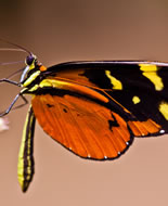 Heliconius Ismenius