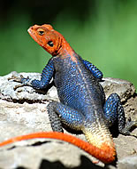 Red-headed Rock Agama
