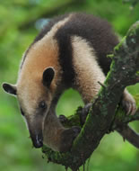 Μυρμηγκοφάγος Tamandua