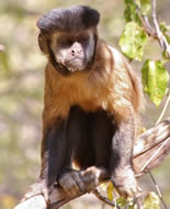 Black-striped Capuchin